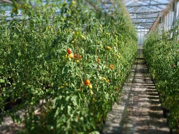 Gärtner Jan Rahe baut in Wellendorf besonders begehrte Tomaten an