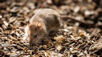 Eichhörnchen-Reservat in Großbritannien