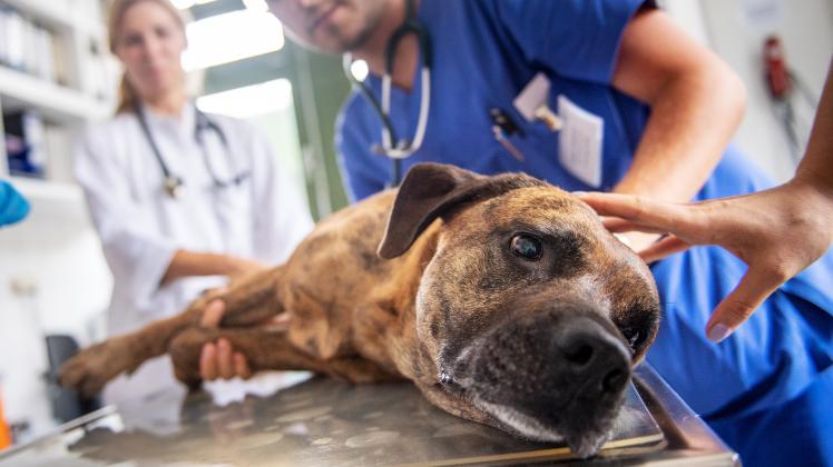Lebensretter Artgenosse: Blutspende von Hund zu Hund