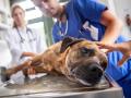 Lebensretter Artgenosse: Blutspende von Hund zu Hund