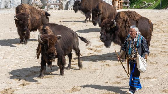 Bisons in Pullman City Bisons in Pullman City