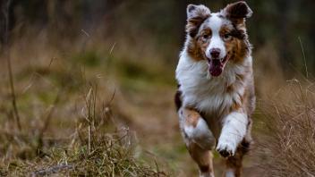 RECORD DATE NOT STATED  A playful Australian Shepard called Togo *** einer verspielt australisch Shepard genannt Togos 7