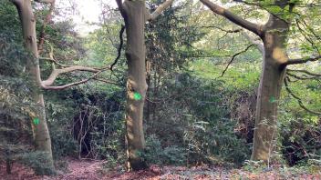 Unbekannte haben im Waldpark Falkenstein in Hamburg-Blankenese mehrere Bäume angebohrt und vergiftet – nun müssen sie gefällt werden.
