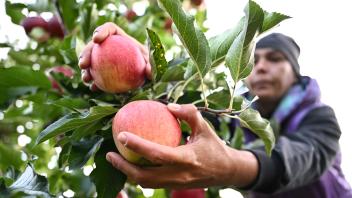 Offizielle Eröffnung der Apfelernte am Bodensee
