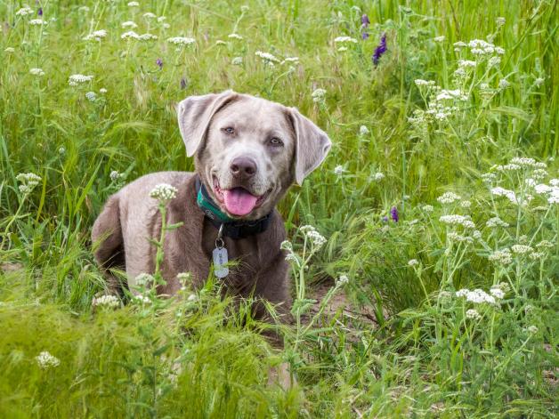 Beim Labrador wird durch das Dilute-Gen aus Schokobraun „Silber“, aus Schwarz „Charcoal“ und aus Gelb „Champagner“. Beim Labrador wird durch das Dilute-Gen aus Schokobraun „Silber“, aus Schwarz „Charcoal“ und aus Gelb „Champagner“.
