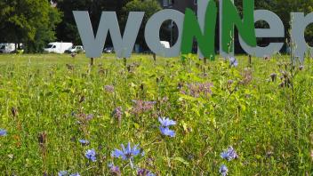 Wiese Wollepark Delmenhorst Bienen Blüten