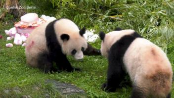 Panda-Party im Berliner Zoo: Pit und Paule feiern Geburtstag