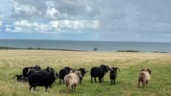 Kurz vor dem nächsten Regenguss auf Sylt: Schafe im Spätsommerlicht auf ihrer Weide nahe der Braderuper Heide. 