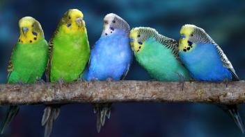 Wellensittich (Melopsittacus undulatus), Quintett auf Ast sitzend budgerigar, budgie, parakeet (Melopsittacus undulatus)