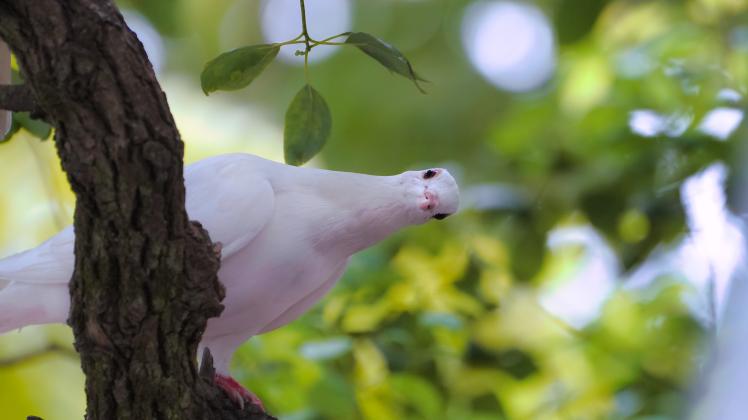 Weiße Taube als Symbol für den Frieden