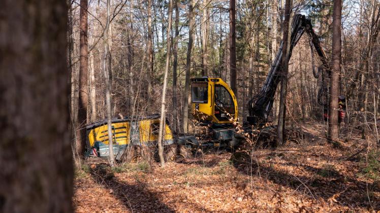 Holzernte im Wald