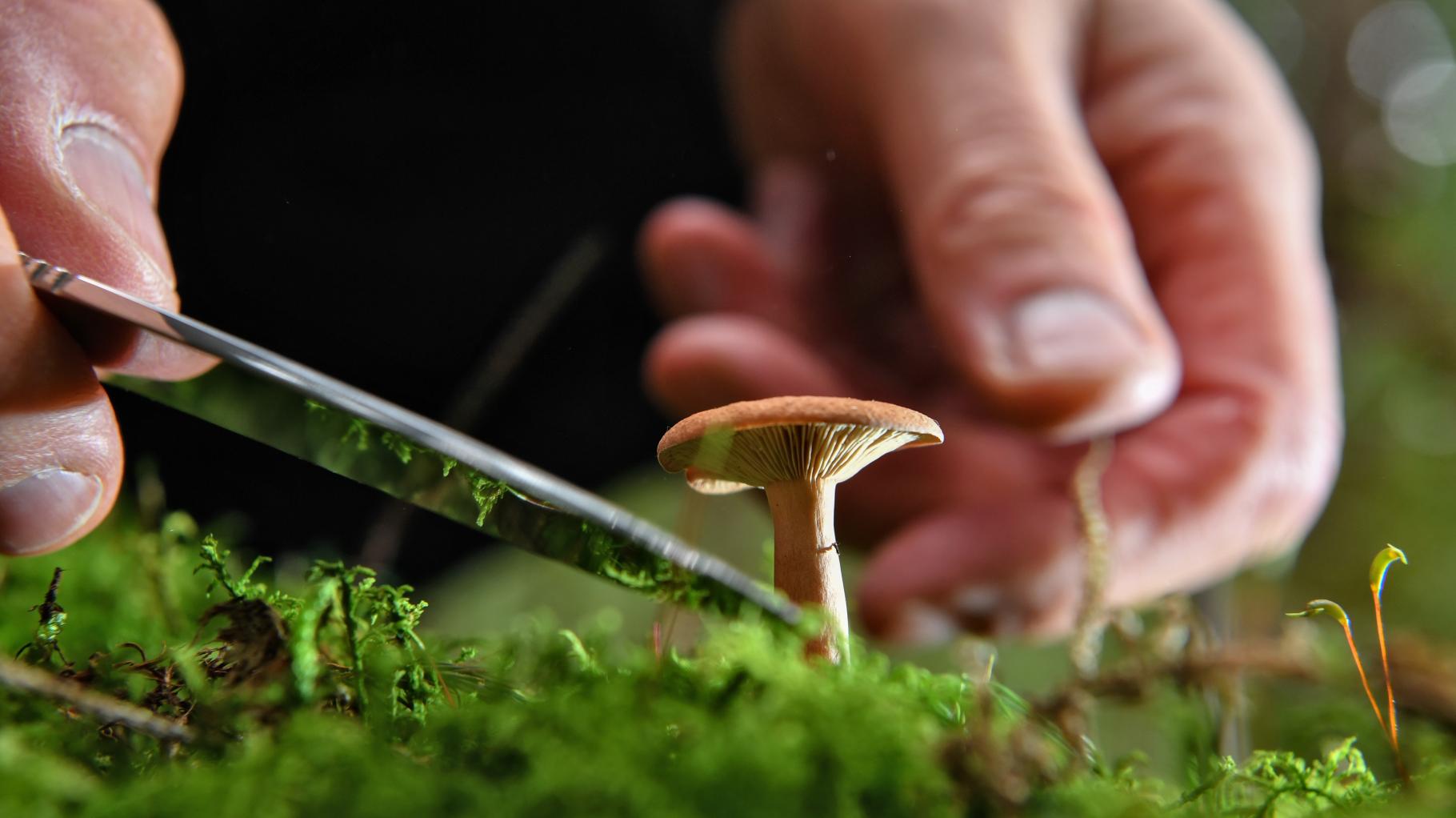 Genießbar oder giftig? Experten beraten Pilzsammler kostenlos zur Ausbeute