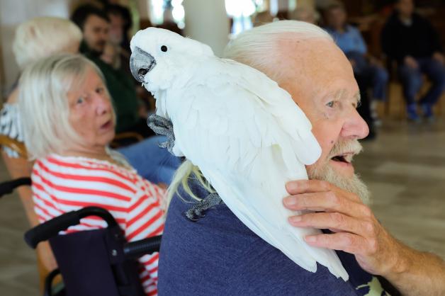 Weißhauben-Kakadu Sammy sitzt gerne auf der Schulter.