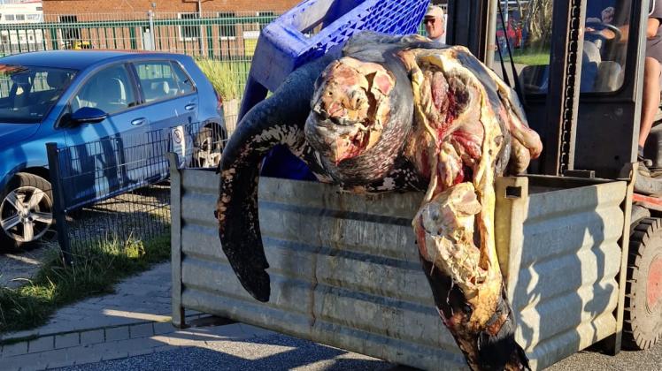 Der Kadaver der riesigen toten Lederschildkröte, die vor Büsum in der Nordsee gefunden wurde, wird abtransportiert. 