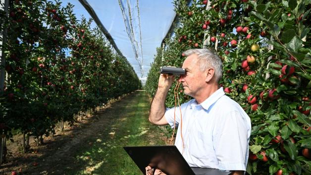 Manfred Büchele schaut durch den Gucki, um Äpfel an einem Baum zu zählen.
