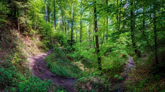 Neun Ränkles Weg Neun Ränkles Weg