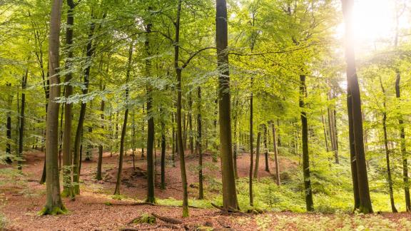 Heideschleife Schwarze Berge Heideschleife Schwarze Berge