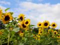Schön war der August im Kreis Pinneberg - wenn die Sonne herauskam und so wie hier in Quickborn die Sonnenblumen in voller Blüte standen.