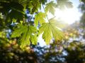 Blätter eines Bergahorn im Spätsommer bei Gegenlicht Blätter eines Bergahorn, Acer Pseudoplatanus im Spätsommer bei Gege