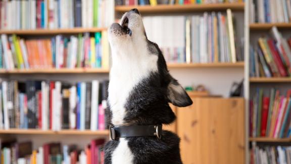 Hund jault Hund jault