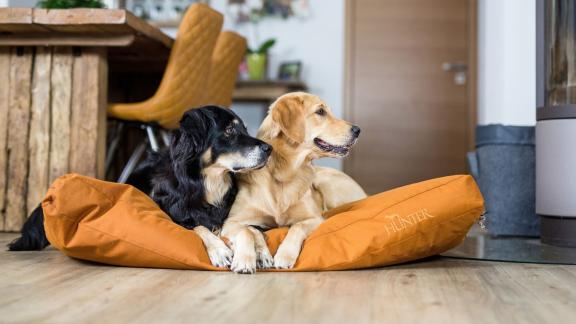 Zwei Hunde zuhause Zwei Hunde zuhause
