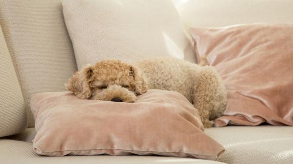 Hund allein zuhause Hund allein zuhause