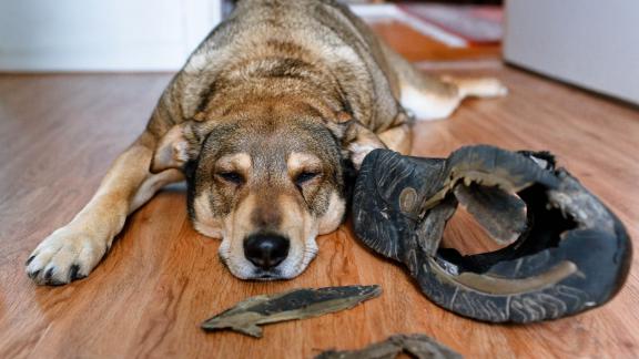 Hund mit kaputtem Schuh Hund mit kaputtem Schuh
