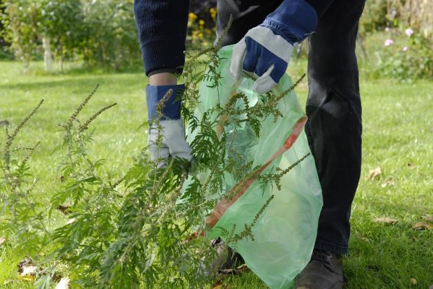 Beim Entfernen der Ambrosia-Pflanze sollten Handschuhe getragen werden. Beim Entfernen der Ambrosia-Pflanze sollten Handschuhe getragen werden.
