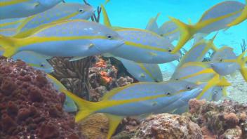 Fast zwei Drittel aller Korallenriffe weltweit überfischt