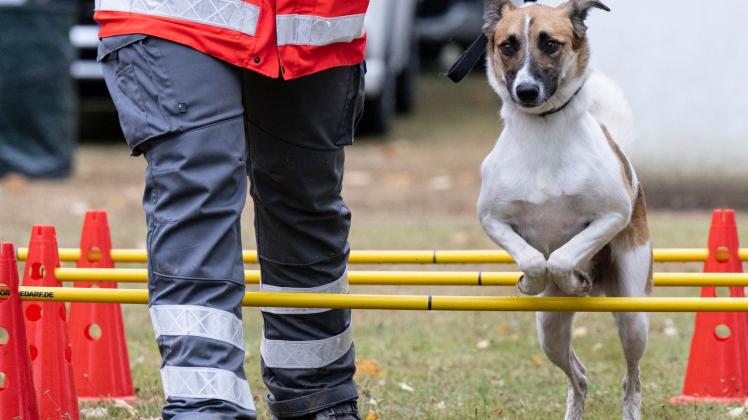 Training für Rettungshunde
