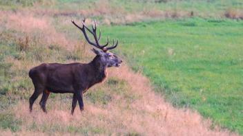 Hirsch