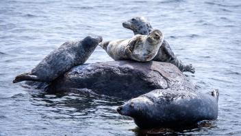 Kegelrobben in Ostsee sind Touristenmagnet