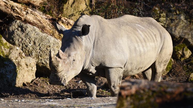 Zoo Salzburg: Nashorn „Yeti“ greift Tierpfleger an – Frau stirbt | DKO