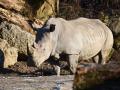 Breitmaul-Nashorn im Zoo Salzburg, o?sterreich, Europa - White rhinoceros in Salzburg Zoo, Austria, Europe, Breitmaul-N