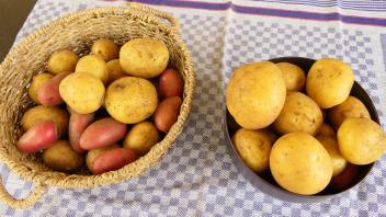 Verschiedene Kartoffelsorten aus eigener Ernte *** Miscellaneous Potato varieties from own Harvest 1088814103