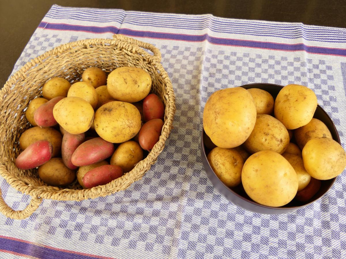 Lexikon: Welche Kartoffel welches eignet Rezept? NOZ | für sich