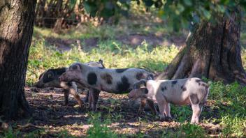 Ferkelfreiheit: Auf dem Hof Müller leben die Bunten Bentheimer Schweine draußen.