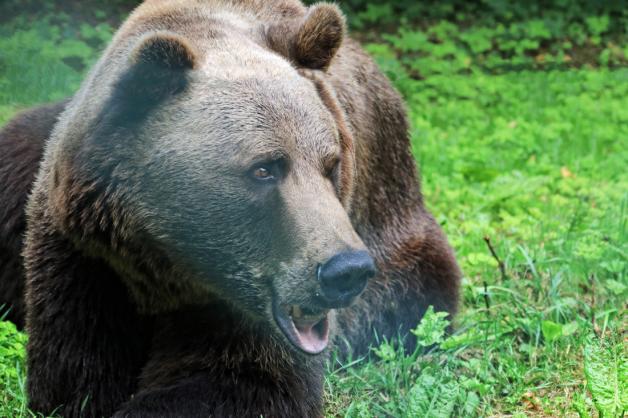 Im Bärenpark Müritz dürfen Bären aus schlimmen Verhältnissen einfach Bär sein.