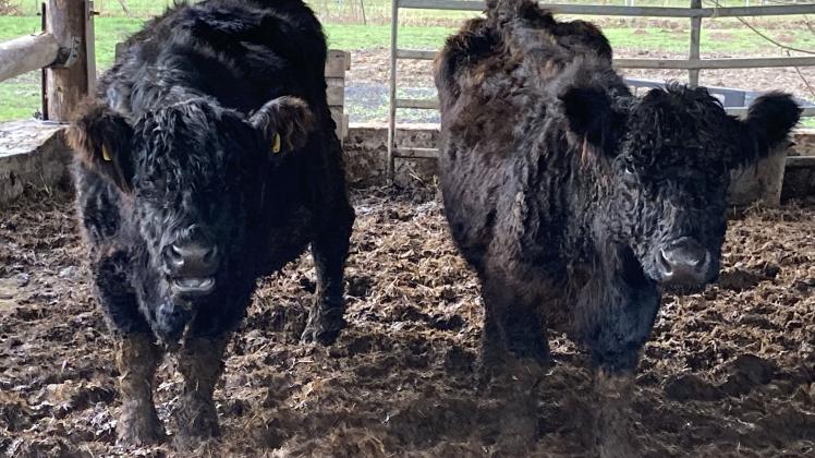 Zwei der ausgebüxten Rinder bei einer Kontrolle des Veterinäramtes im Januar 2023.