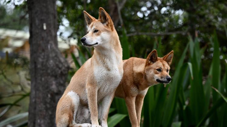 Dingos in Australien