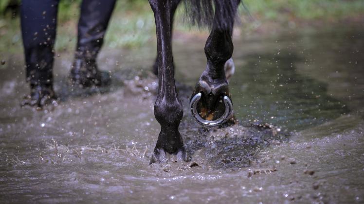 29.07.2023, Bad Harzburg, Ein Pferd wird durch eine Wasserpfütze geführt Niedersachsen Deutschland *** 29 07 2023, Bad H