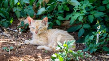 Verwilderte Hauskatze Verwilderte Hauskatze liegt im Schatten eines Busches bei Hanauma Bay auf Oahu, Hawaii, USA. Feral