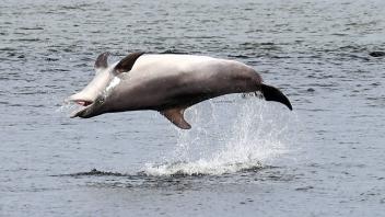 Delfin Delle begeistert die Menschen in Travemuende, im Hintergrund der Strand auf dem Priwall Travemuende *** Dolphin D