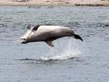 Delfin Delle begeistert die Menschen in Travemuende, im Hintergrund der Strand auf dem Priwall Travemuende *** Dolphin D