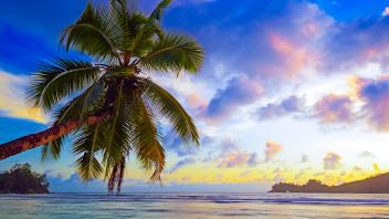 Überhängende Kokospalme bei Sonnenuntergang an der traumhaften Bucht von Baie Lazare, Insel Mahe, Westküste, Seychellen,