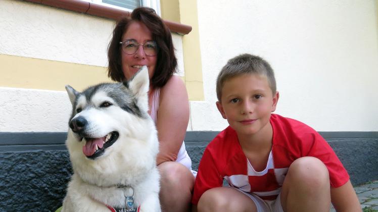 Husky tierischer freund 