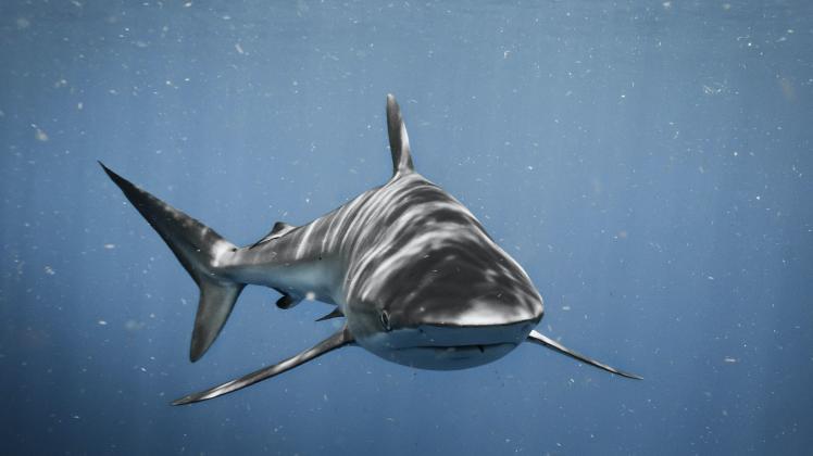Haiwarnung in Australien: Für mehr Schutz beim Schwimmen werden Hainetze aufgespannt.