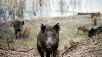 Wildschweine