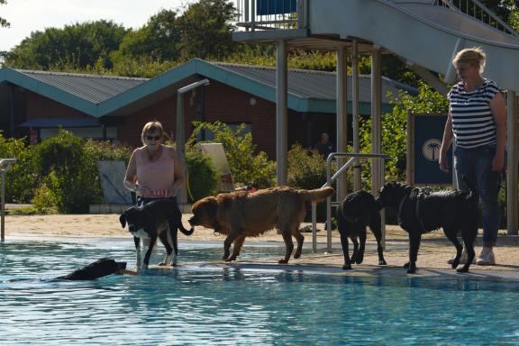 39 Hunde springen in Pool – und begeistern das Netz (Video)