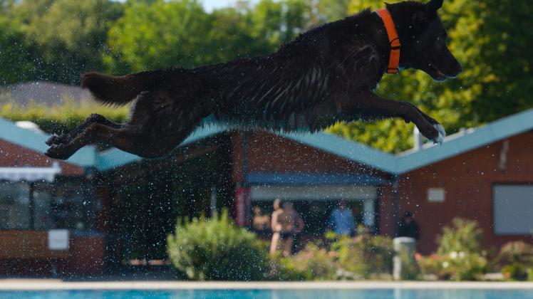 Hunde-Badetag, Flocke, Labrador/Australian Shepherd, springt vom Einer, Kellinghusen, Freibad, 15.9.2023